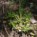 Antennaria dioica. Прикорневая розетка листьев и нижняя часть побега. Свердловская обл., окр. г. Североуральск, замшелый правый берег канала Дублёр в окр. известнякового карьера. 01.07.2018.