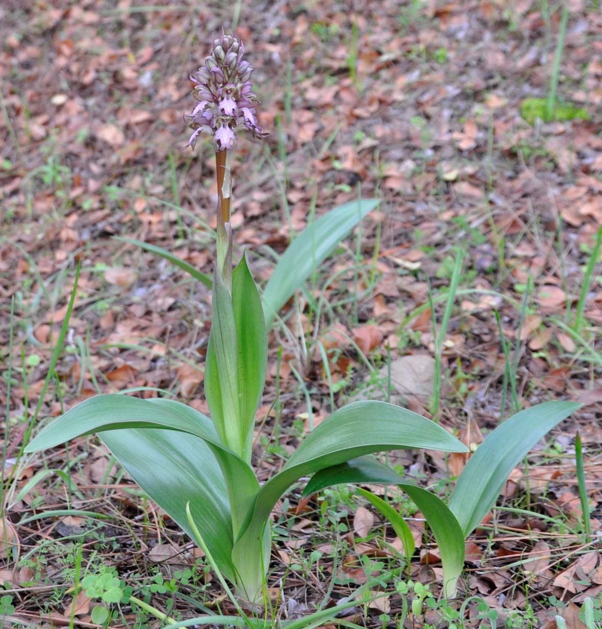 Image of Himantoglossum robertianum specimen.