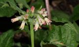 Symphytum grandiflorum