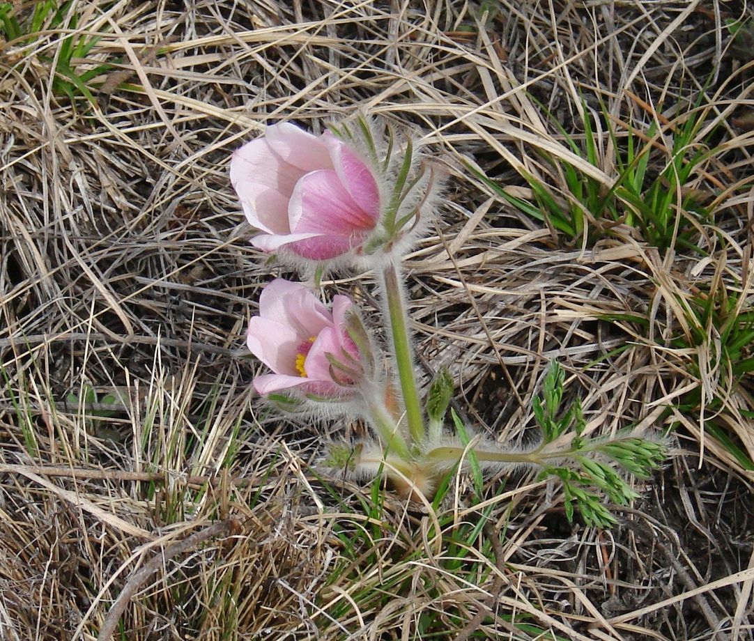 Image of Pulsatilla turczaninovii specimen.