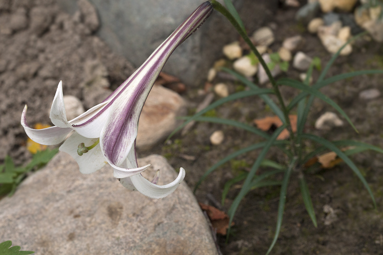 Image of Lilium formosanum specimen.