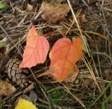 Acer platanoides