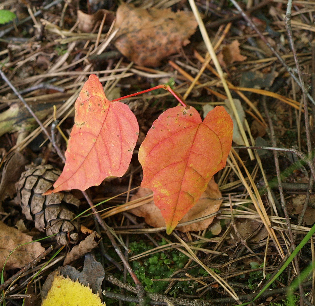 Image of Acer platanoides specimen.