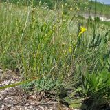 Linum ucranicum