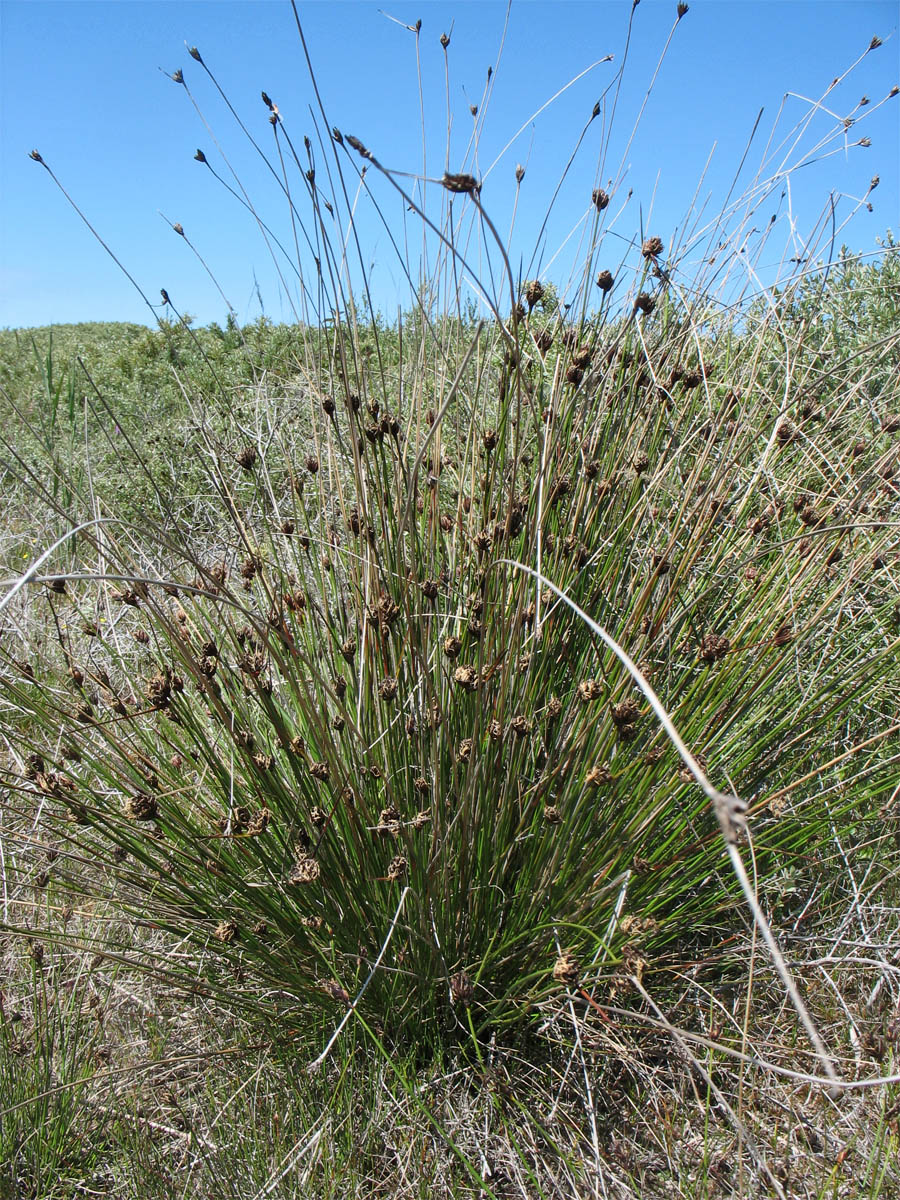 Изображение особи Schoenus nigricans.