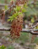 Acer negundo