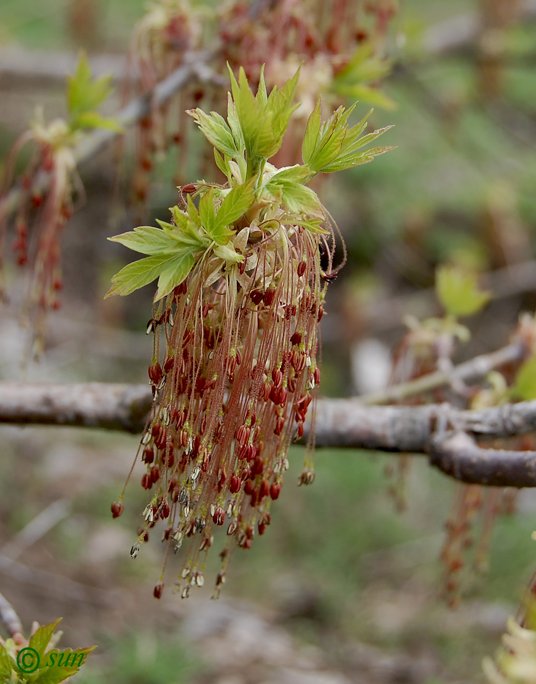 Image of Acer negundo specimen.