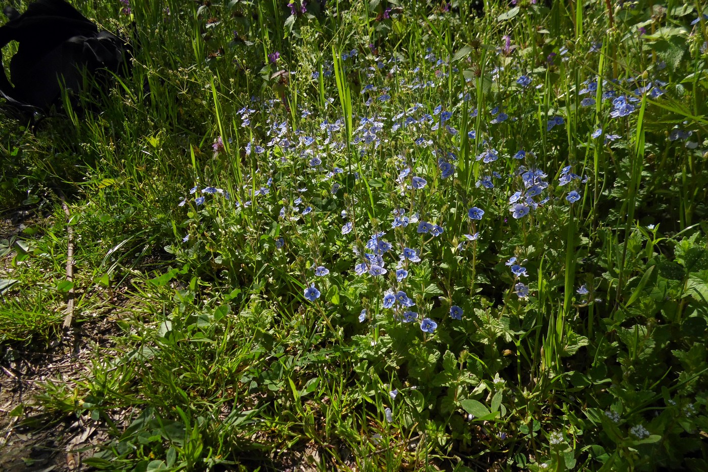 Image of Veronica chamaedrys specimen.