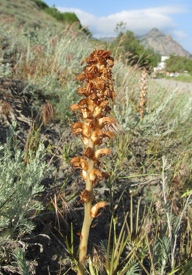 Изображение особи Orobanche cumana.