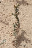 Lotus polyphyllus