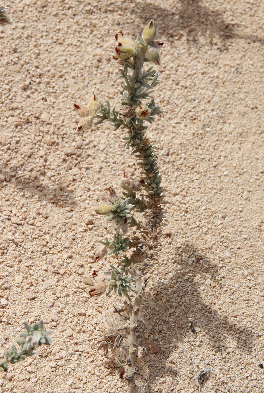 Image of Lotus polyphyllus specimen.