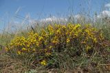 Genista depressa