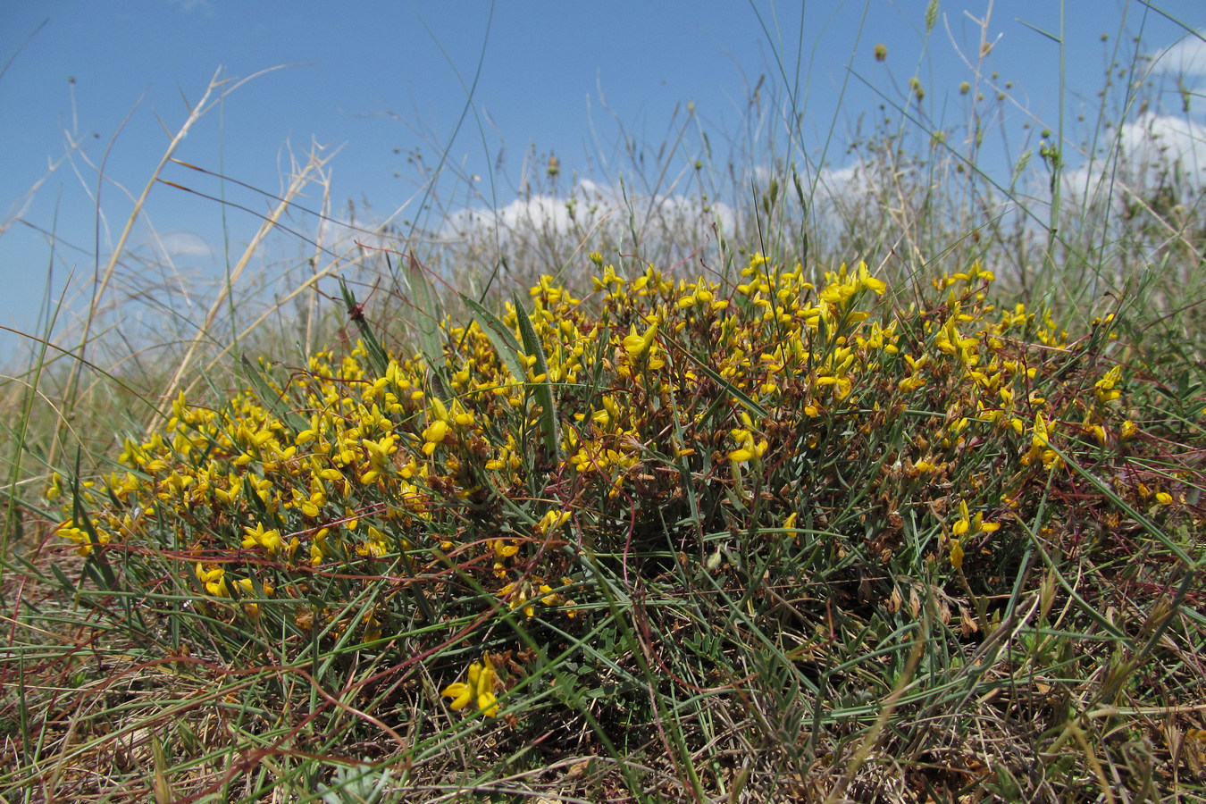 Изображение особи Genista depressa.
