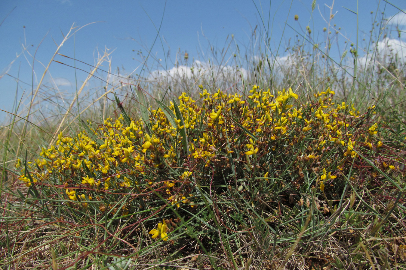 Изображение особи Genista depressa.