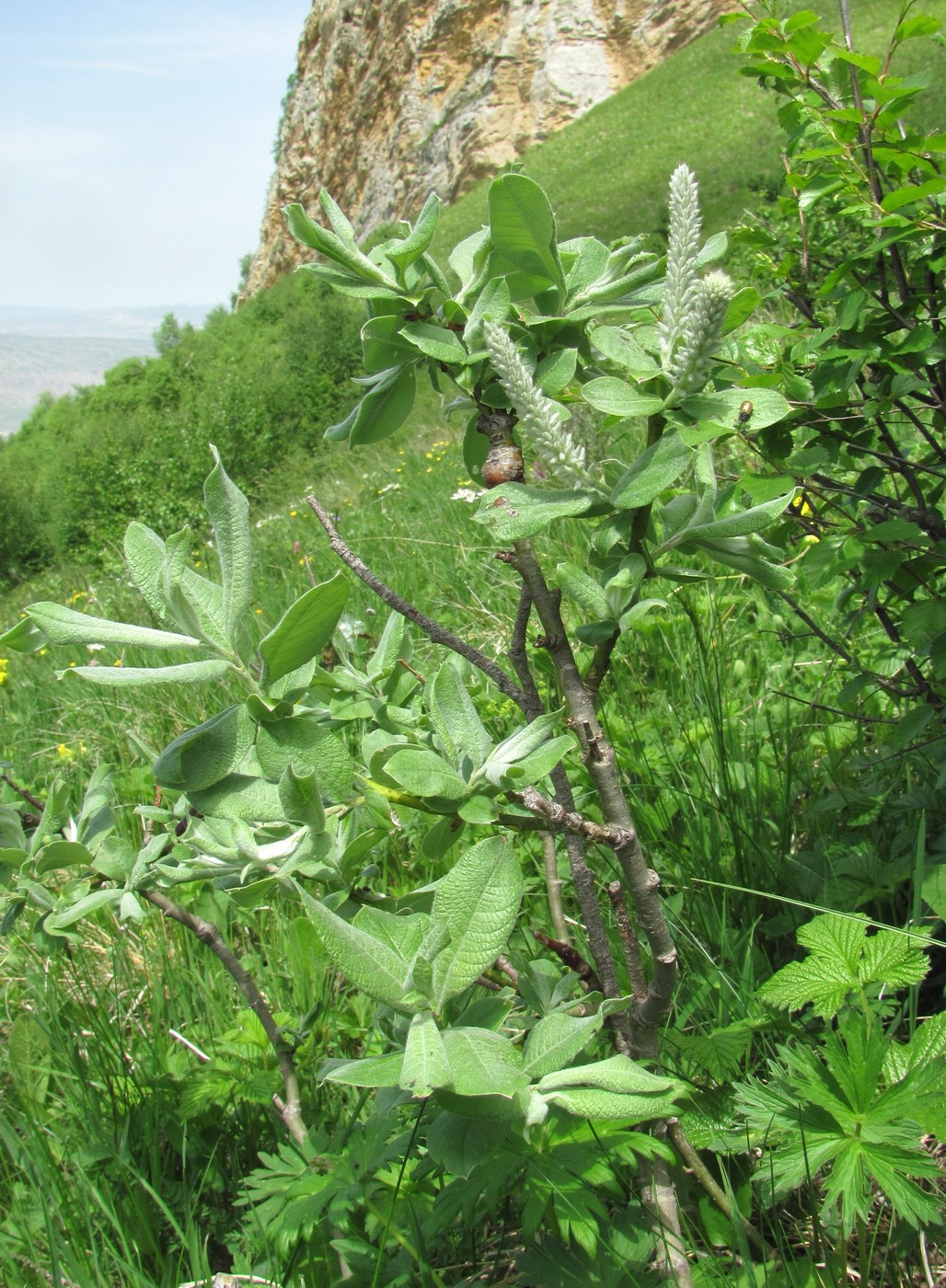 Изображение особи Salix kuznetzowii.