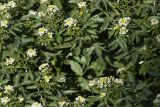 Nasturtium officinale