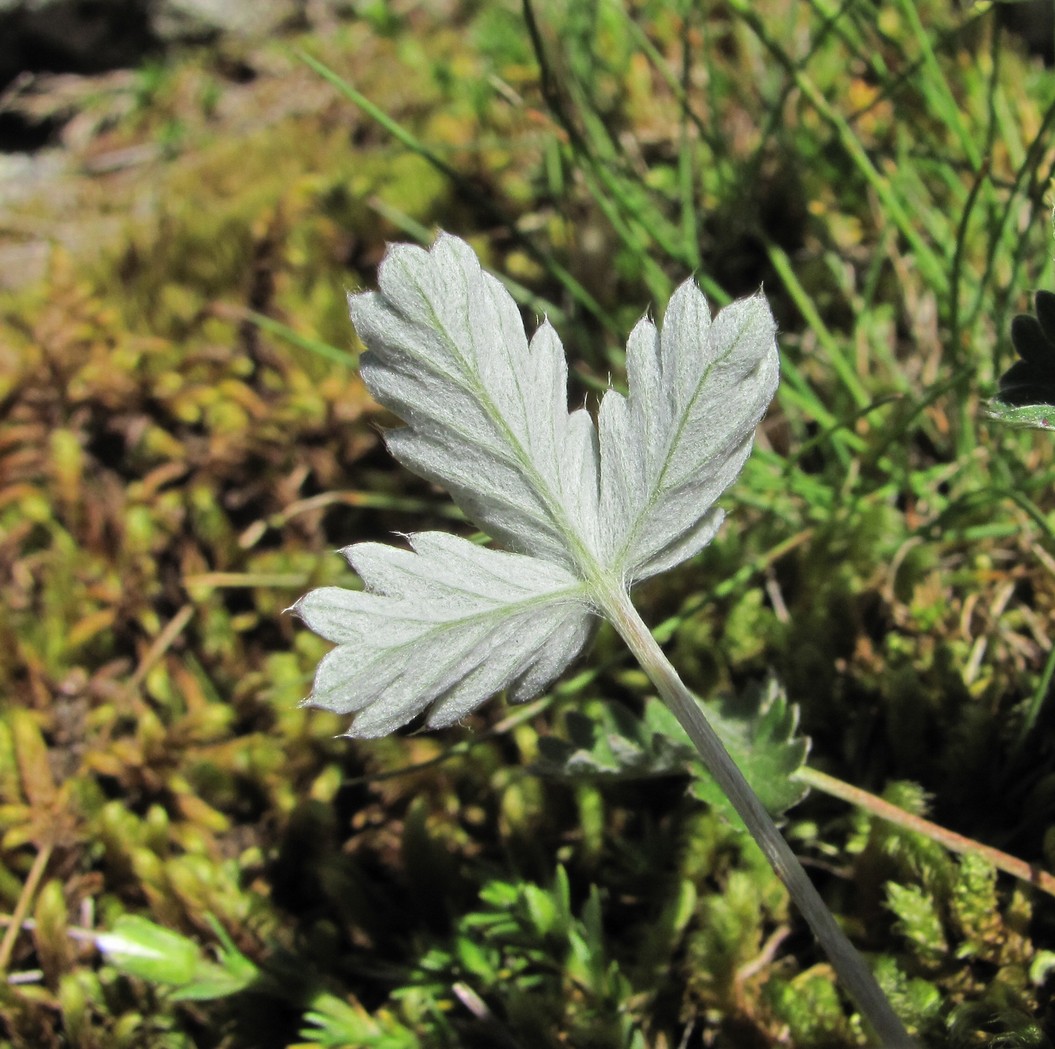 Изображение особи Potentilla nivea.