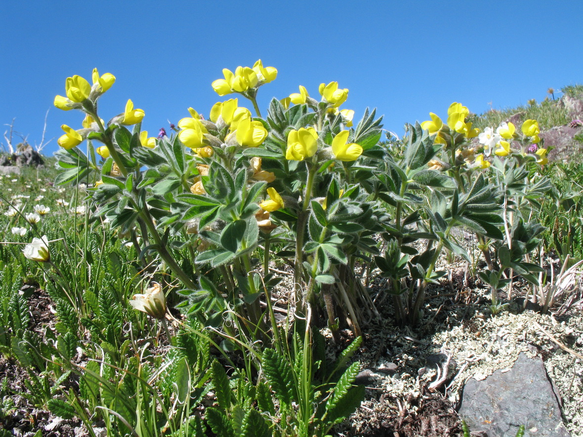 Image of Thermopsis alpina specimen.