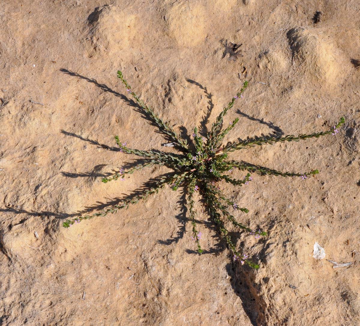 Image of Lythrum hyssopifolia specimen.