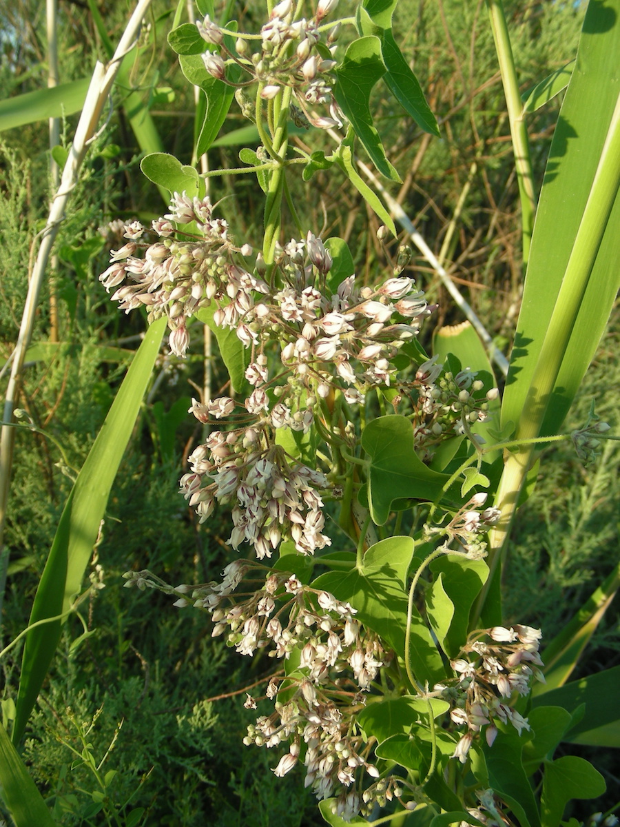 Изображение особи Cynanchum sibiricum.