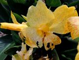 genus Canna. Цветок с повреждёнными лепестками (культивар 'Tropical Yellow'). Латвия, Рига, Ботанический сад Латвийского университета, экспозиция декоративных растений, в культуре. 05.08.2016.