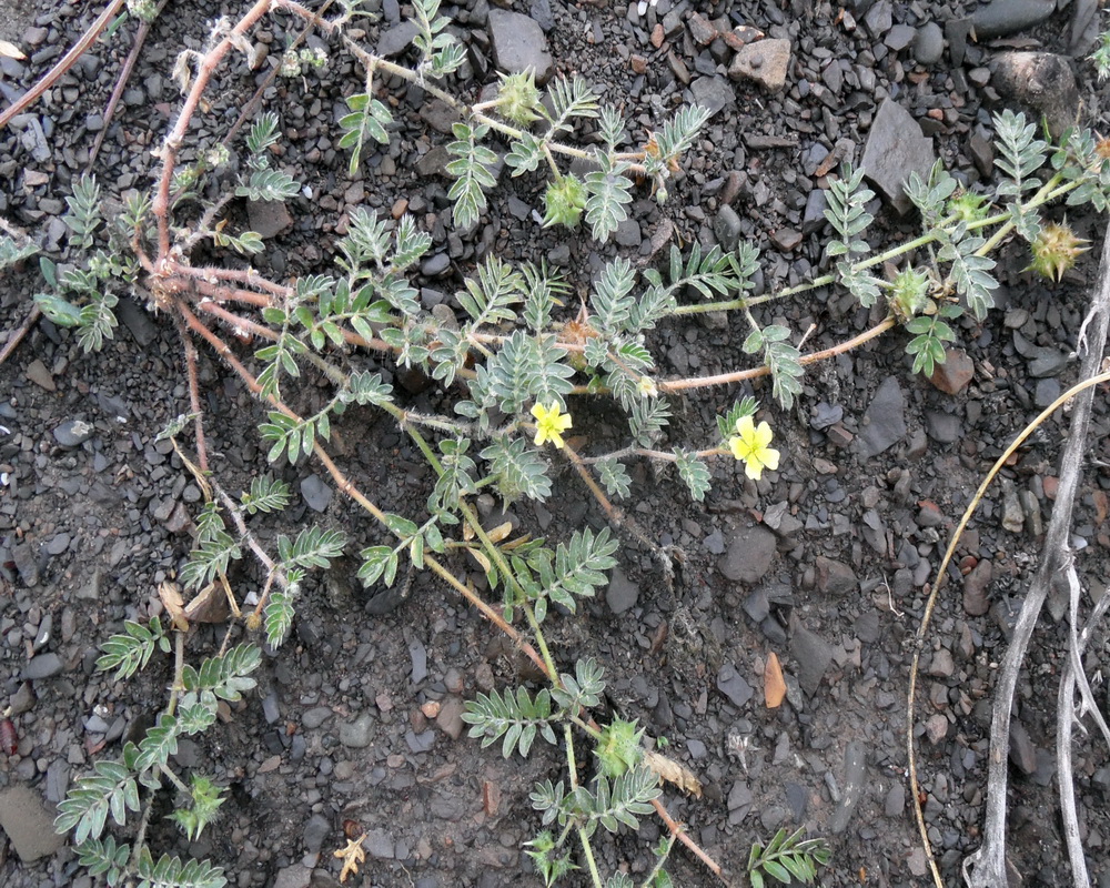 Изображение особи Tribulus terrestris.