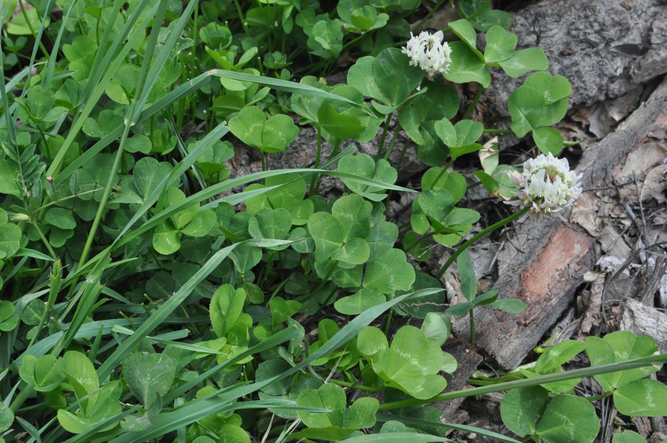 Image of Trifolium repens specimen.