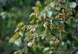 Betula pubescens