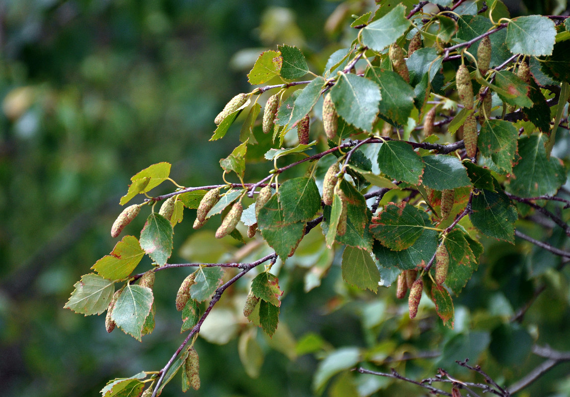 Изображение особи Betula pubescens.