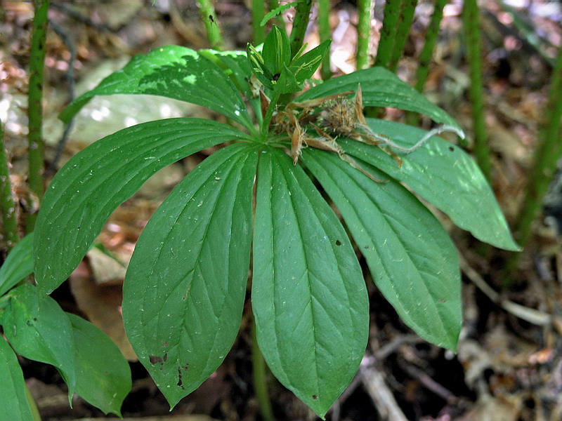 Image of Paris incompleta specimen.