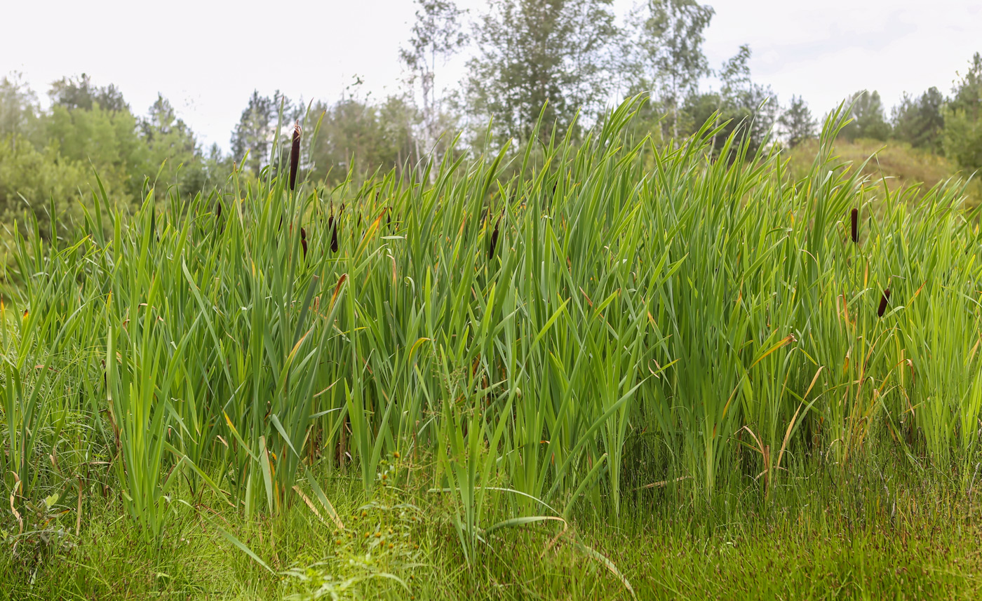 Изображение особи Typha latifolia.