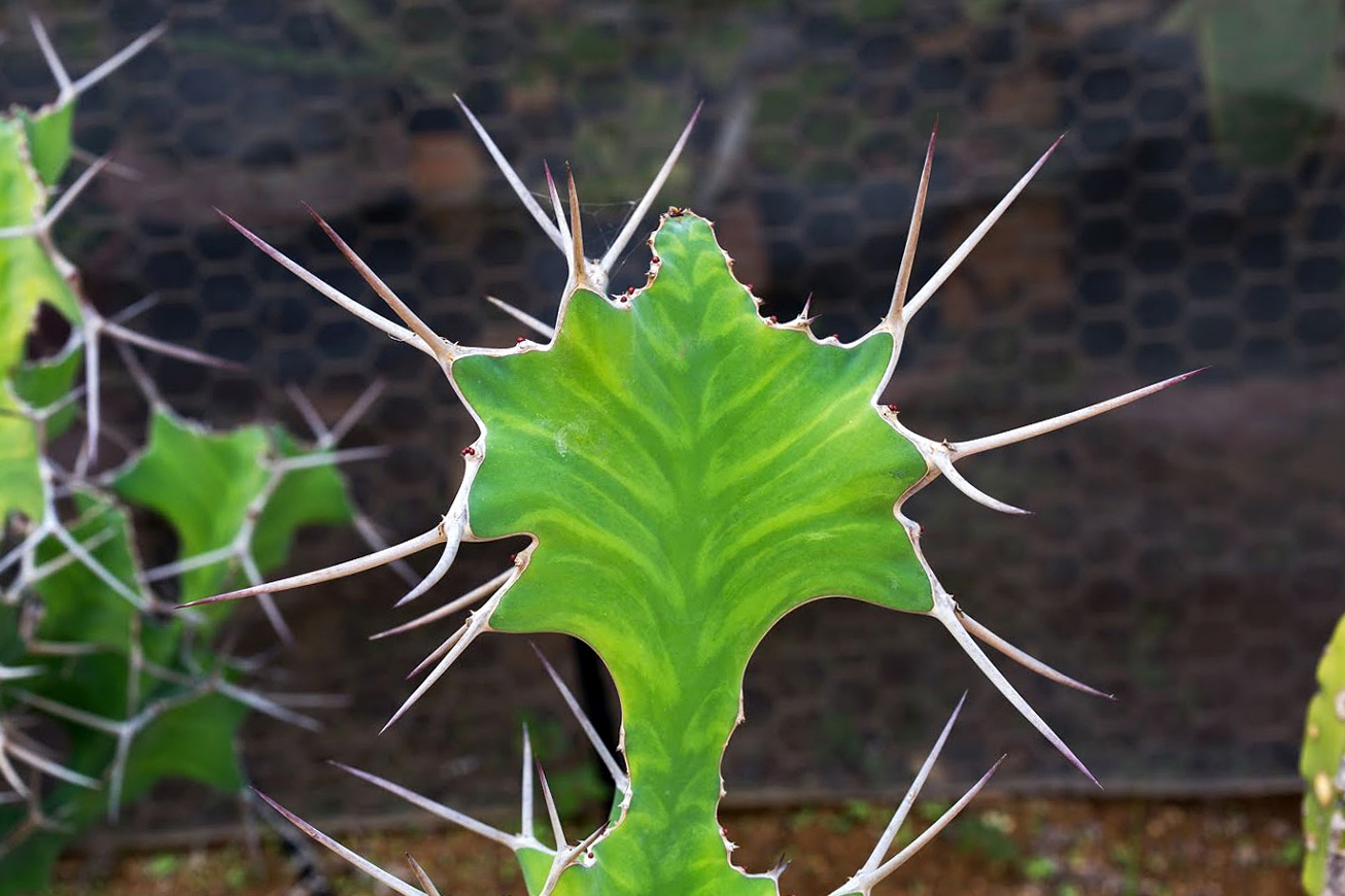 Image of Euphorbia grandicornis specimen.