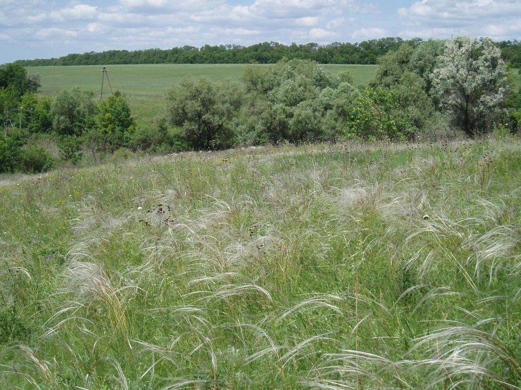 Image of Stipa pennata specimen.