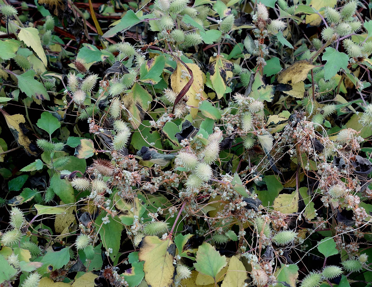 Image of Xanthium orientale specimen.