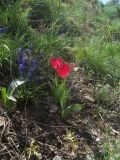 Tulipa confusa