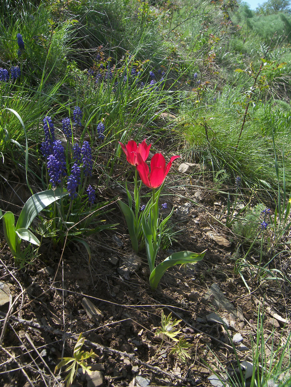 Image of Tulipa confusa specimen.