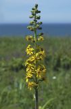 Ligularia fischeri