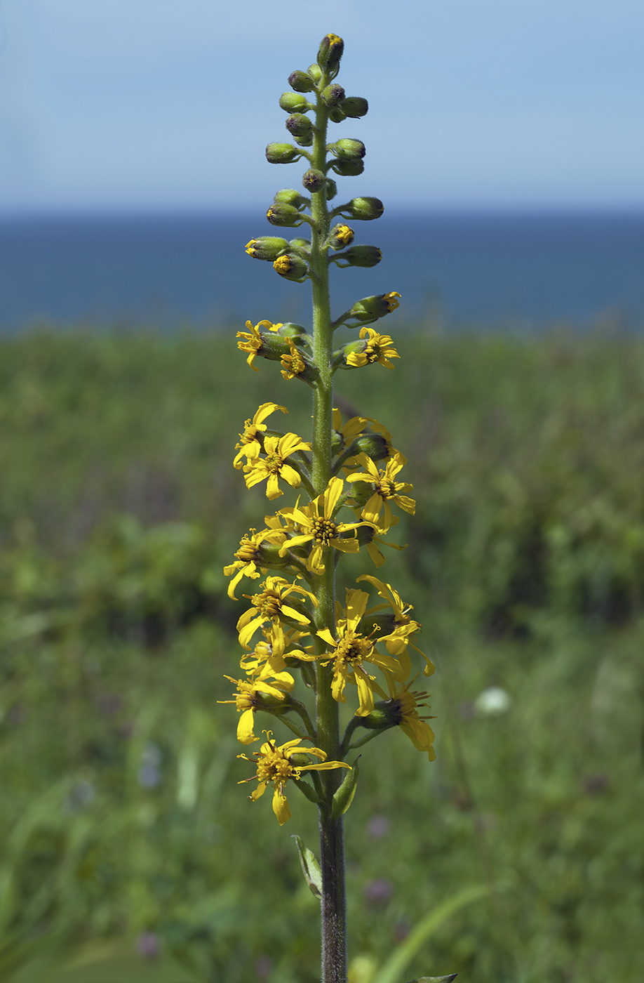 Изображение особи Ligularia fischeri.