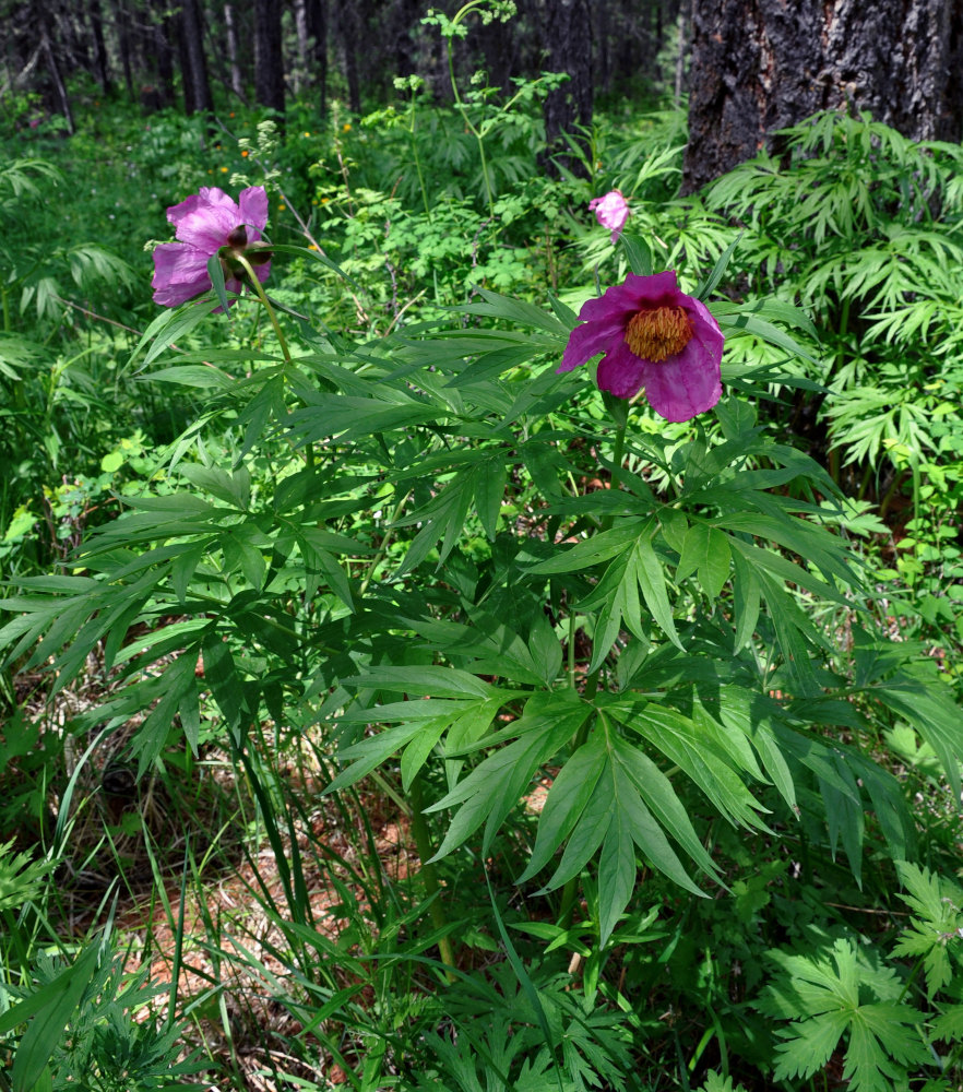 Image of Paeonia anomala specimen.