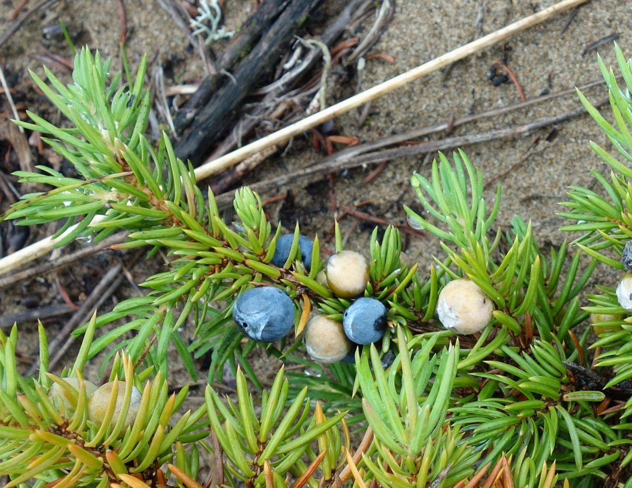 Image of Juniperus sibirica specimen.
