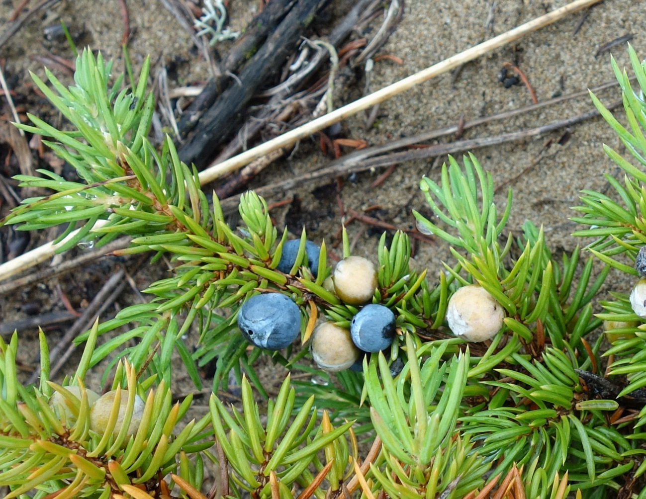 Изображение особи Juniperus sibirica.