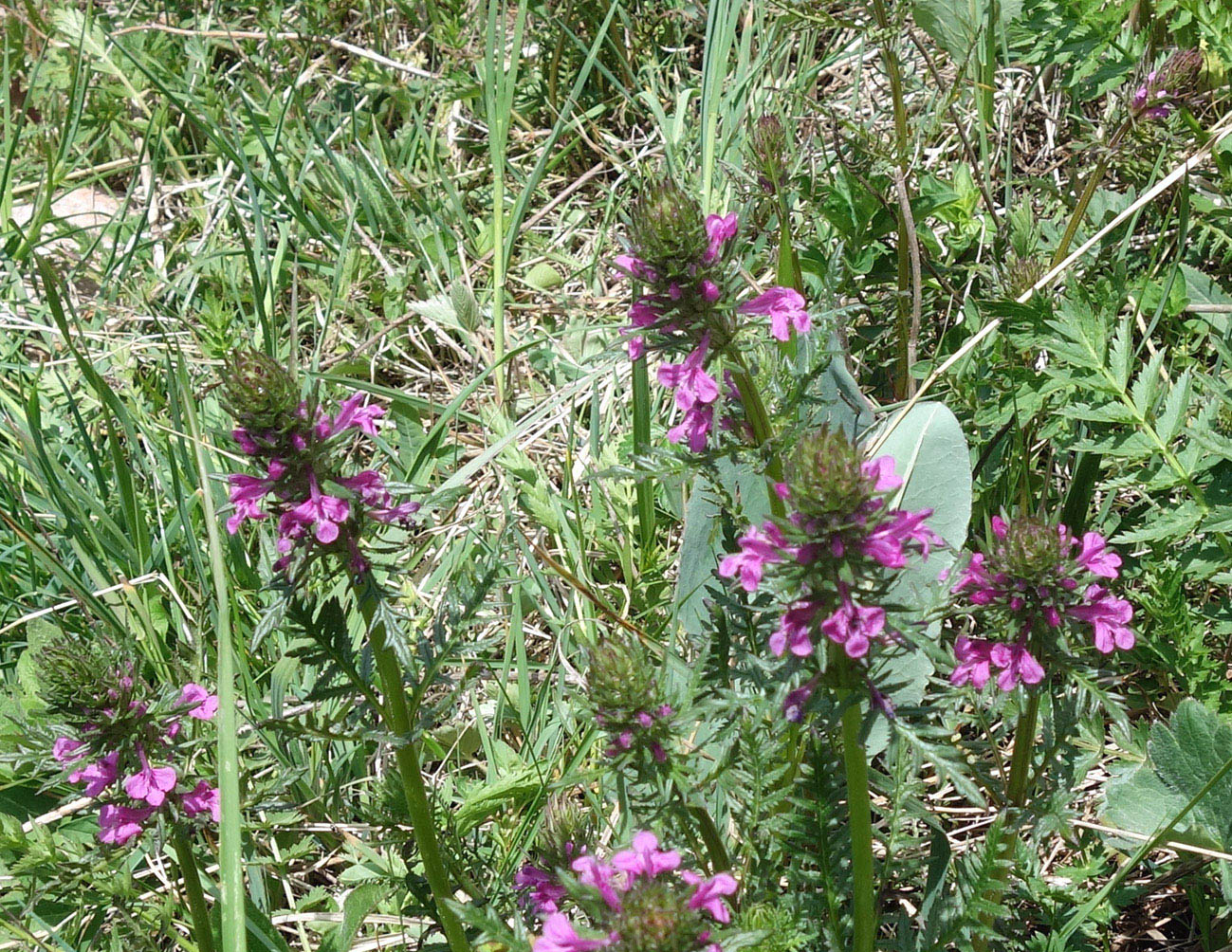 Изображение особи Pedicularis macrochila.