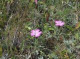 Dianthus oschtenicus