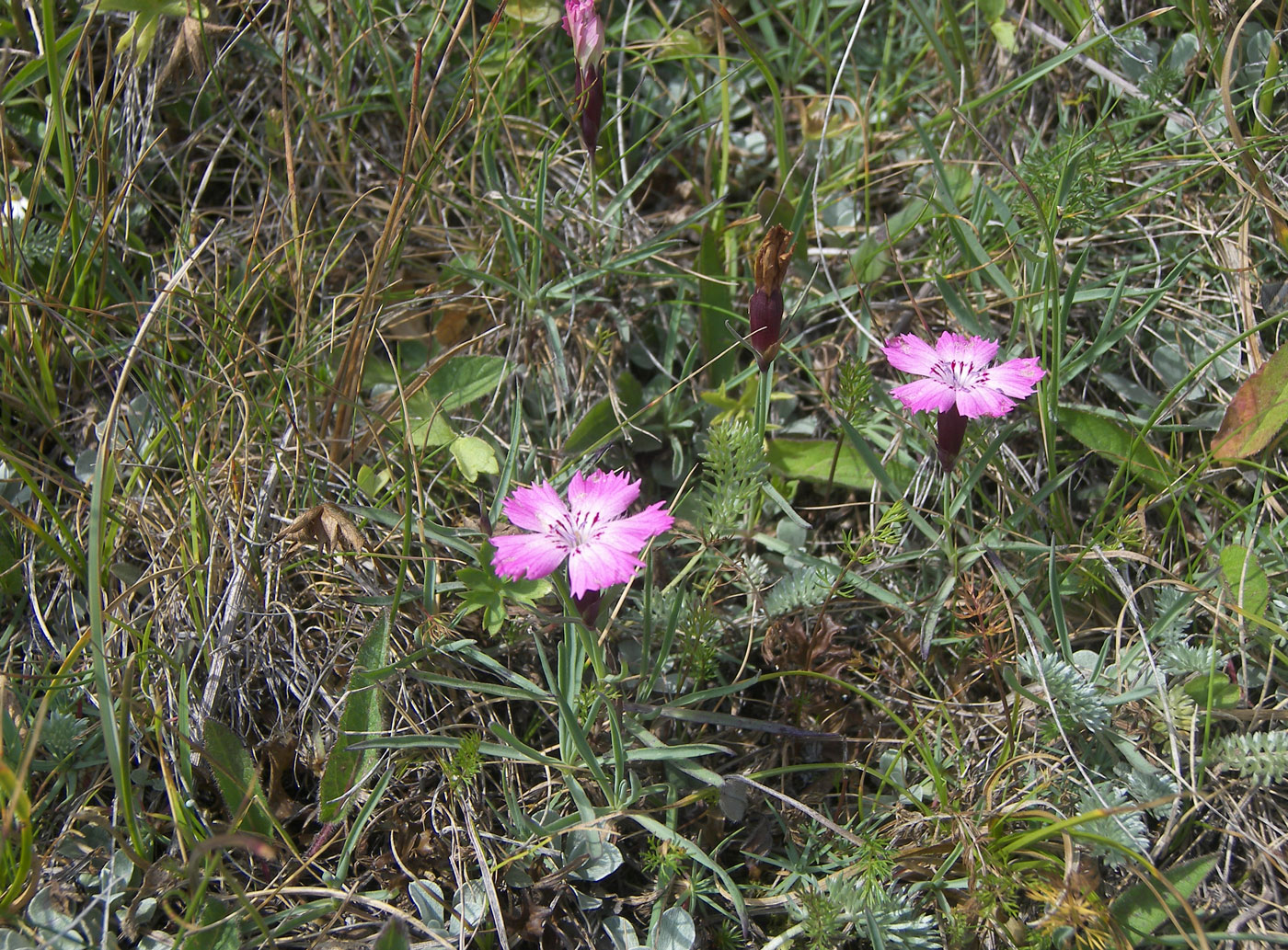 Изображение особи Dianthus oschtenicus.