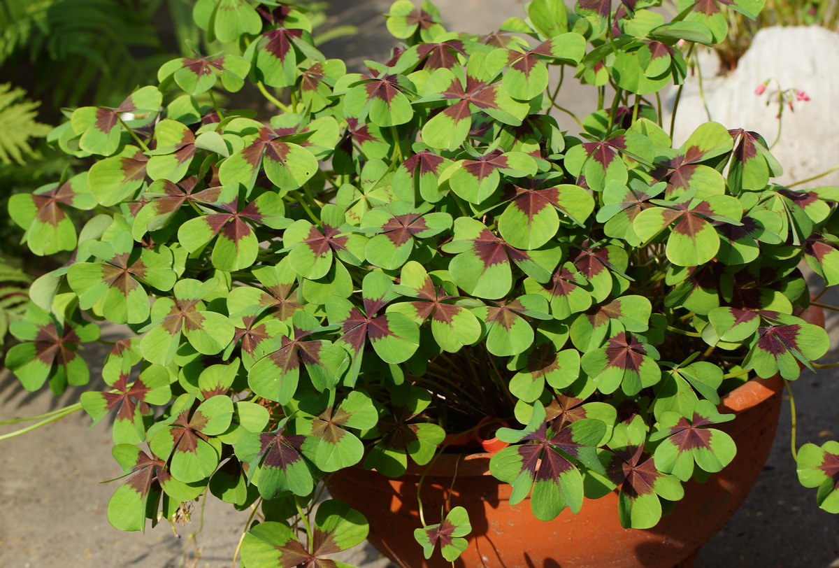 Image of Oxalis tetraphylla specimen.