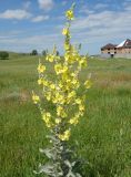 Verbascum songaricum
