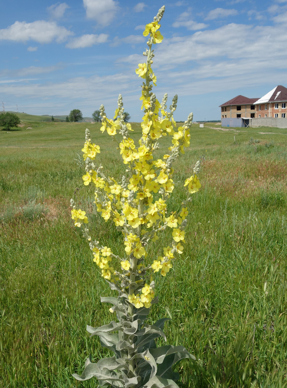 Изображение особи Verbascum songaricum.