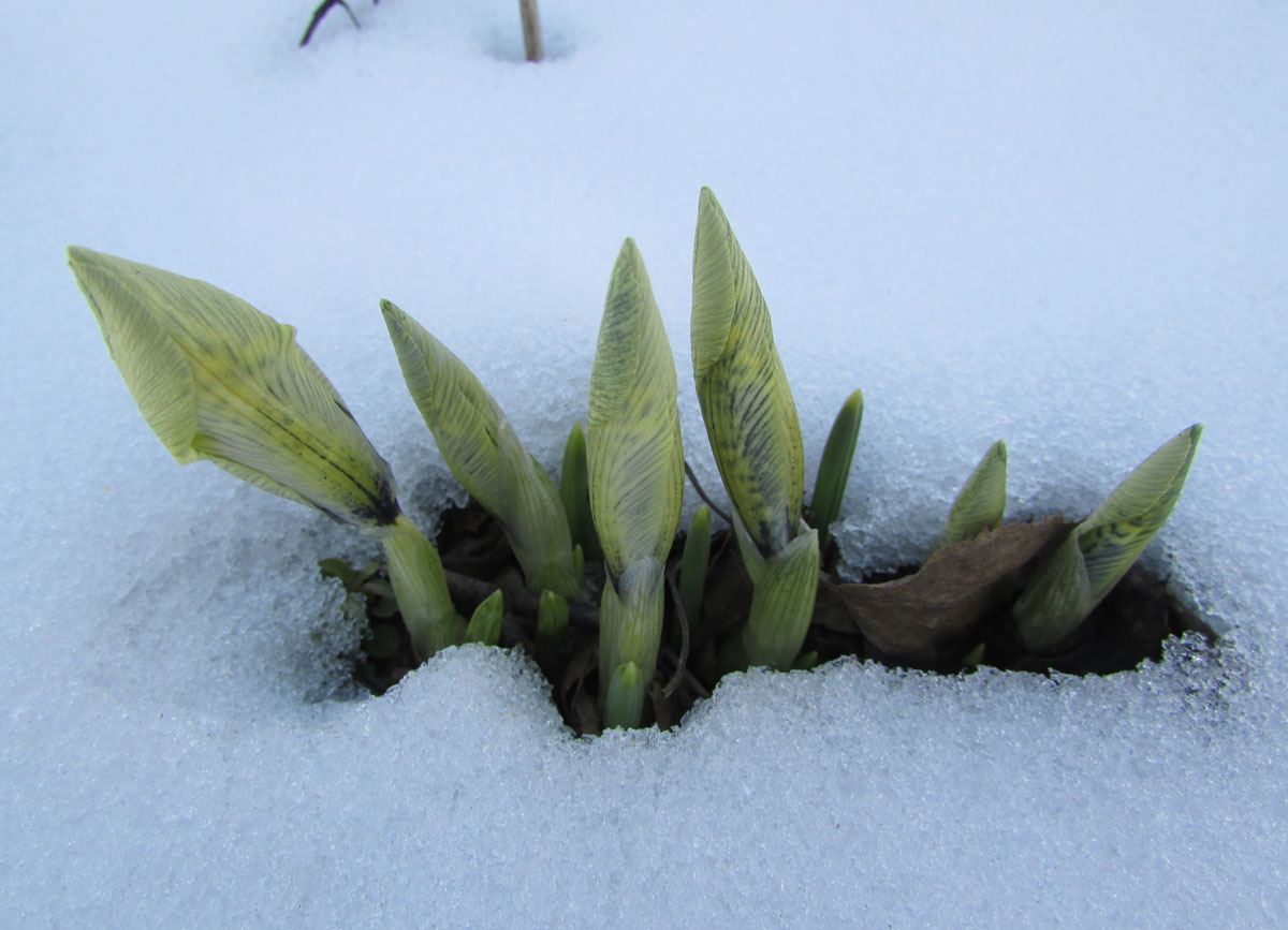 Изображение особи Iridodictyum &times; catharinae.