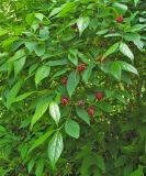 Calycanthus floridus разновидность glaucus. Ветвь цветущего растения (сорт 'Luslawice'). Польша, г. Рогов, арборетум, в культуре. 29.05.2018.