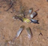 Nymphaea candida